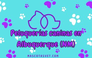 Peluquería canina y de mascotas a domicilio en Albuquerque