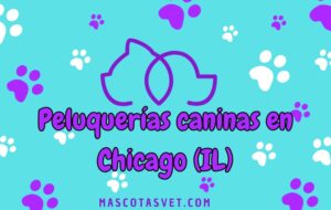 Peluquería canina y de mascotas a domicilio en Chicago