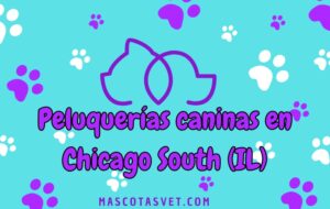 Peluquería canina y de mascotas a domicilio en Chicago South