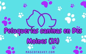 Peluquería canina y de mascotas a domicilio en Des Moines