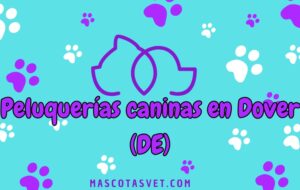 Peluquería canina y de mascotas a domicilio en Dover