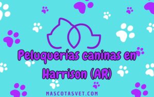 Peluquería canina y de mascotas a domicilio en Harrison