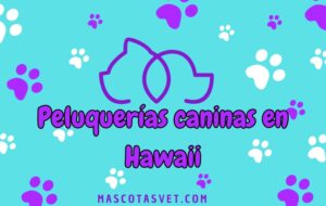 Peluquería canina y de mascotas a domicilio en Hawaii