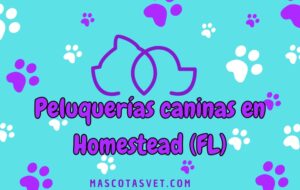 Peluquería canina y de mascotas a domicilio en Homestead