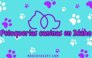 Peluquería canina y de mascotas a domicilio en Idaho
