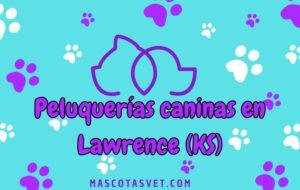 Peluquería canina y de mascotas a domicilio en Lawrence