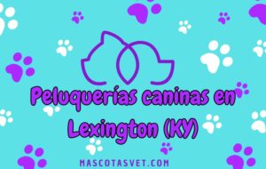 Peluquería canina y de mascotas a domicilio en Lexington