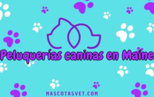 Peluquería canina y de mascotas a domicilio en Maine