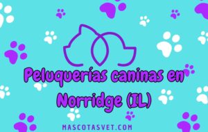 Peluquería canina y de mascotas a domicilio en Norridge