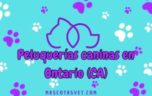 Peluquería canina y de mascotas a domicilio en Ontario