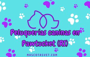 Peluquería canina y de mascotas a domicilio en Pawtucket