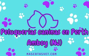Peluquería canina y de mascotas a domicilio en Perth Amboy