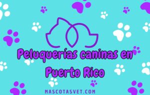 Peluquería canina y de mascotas a domicilio en Puerto Rico