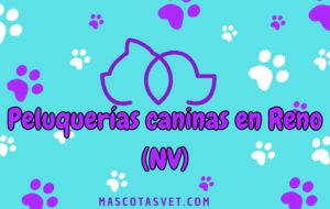 Peluquería canina y de mascotas a domicilio en Reno