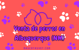 ¿Dónde comprar un perro en Albuquerque