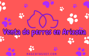 ¿Dónde comprar un perro en Arizona de forma segura?