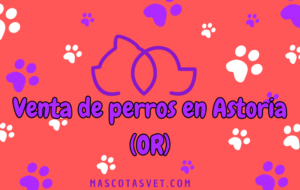 ¿Dónde comprar un perro en Astoria