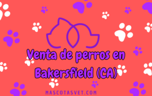 ¿Dónde comprar un perro en Bakersfield