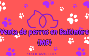 ¿Dónde comprar un perro en Baltimore