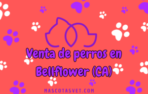 ¿Dónde comprar un perro en Bellflower
