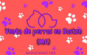 ¿Dónde comprar un perro en Boston
