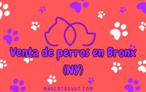 ¿Dónde comprar un perro en Bronx