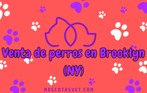 ¿Dónde comprar un perro en Brooklyn