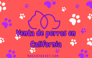 ¿Dónde comprar un perro en California de forma segura?