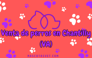 ¿Dónde comprar un perro en Chantilly