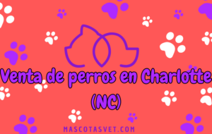 ¿Dónde comprar un perro en Charlotte