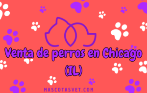 ¿Dónde comprar un perro en Chicago