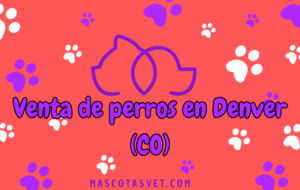 ¿Dónde comprar un perro en Denver