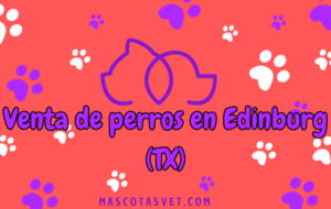 ¿Dónde comprar un perro en Edinburg