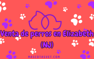 ¿Dónde comprar un perro en Elizabeth