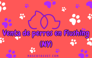 ¿Dónde comprar un perro en Flushing