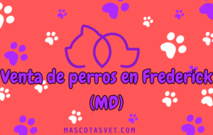 ¿Dónde comprar un perro en Frederick
