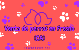 ¿Dónde comprar un perro en Fresno