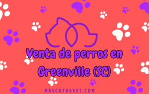 ¿Dónde comprar un perro en Greenville