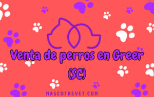 ¿Dónde comprar un perro en Greer