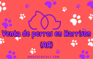 ¿Dónde comprar un perro en Harrison