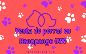 ¿Dónde comprar un perro en Hauppauge