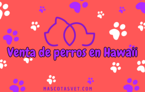 ¿Dónde comprar un perro en Hawaii de forma segura?