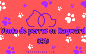 ¿Dónde comprar un perro en Hayward