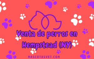 ¿Dónde comprar un perro en Hempstead