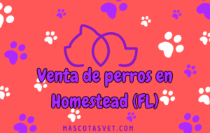 ¿Dónde comprar un perro en Homestead