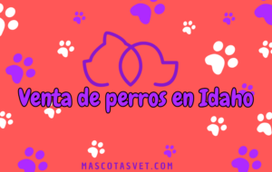 ¿Dónde comprar un perro en Idaho de forma segura?