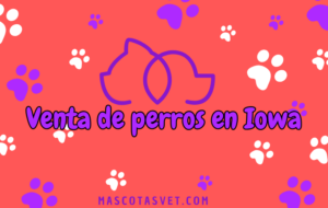 ¿Dónde comprar un perro en Iowa de forma segura?