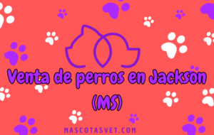 ¿Dónde comprar un perro en Jackson