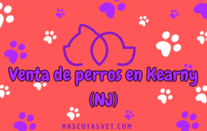 ¿Dónde comprar un perro en Kearny