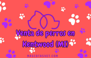 ¿Dónde comprar un perro en Kentwood